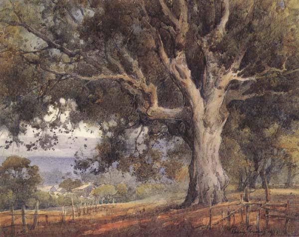 unknow artist Oak Tree